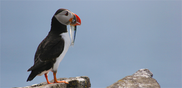 Puffins on the Isle of May